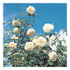 Rose Plant - Madame Alfred Carriere