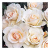 Rose Plant - Margaret Merril