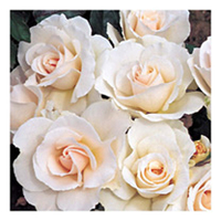 Rose Plant - Margaret Merril