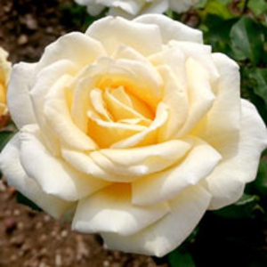 Rose Plant - Mary Berry