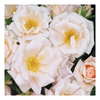 Rose Plant - Mercy Rose