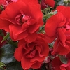 Rose Plant - Moment in Time