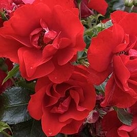Rose Plant - Moment in Time
