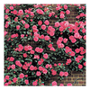Rose Plant - Morning Jewel