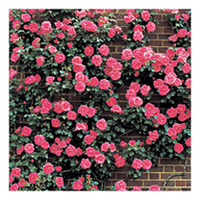 Rose Plant - Morning Jewel