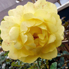 Rose Plant - Mountbatten