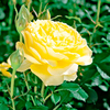 Rose Plant - Mountbatten