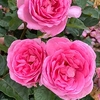 Rose Plant - Mum in a Million