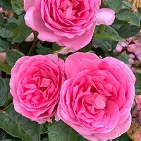 Rose Plant - Mum in a Million