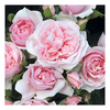 Rose Plant - Natasha Richardson