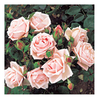 Rose Plant - New Dawn