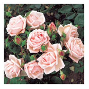 Rose Plant - New Dawn