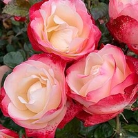 Rose Plant - Nostalgie