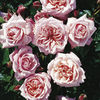 Rose Plant - Octavia Hill