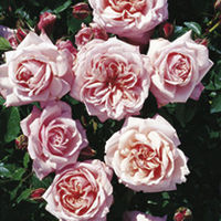 Rose Plant - Octavia Hill