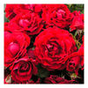 Rose Plant - Paisley Abbey
