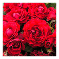 Rose Plant - Paisley Abbey