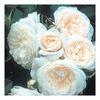 Rose Plant - Parky