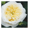 Rose Plant - Patricia Kent