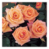 Rose Plant - Peacekeeper