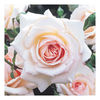 Rose Plant - Penny Lane