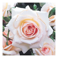 Rose Plant - Penny Lane