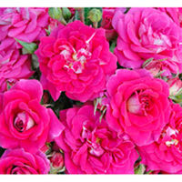 Rose Plant - Perfect Match