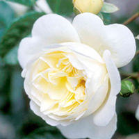 Rose Plant - Perpetually Yours