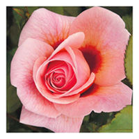 Rose Plant - Persian Mystery