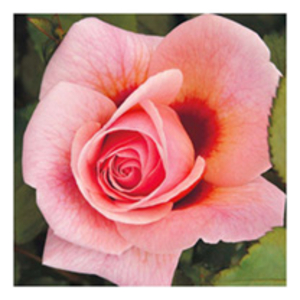 Rose Plant - Persian Mystery