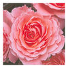 Rose Plant - Pink Abundance