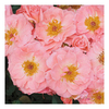 Rose Plant - Pink Pirouette
