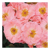 Rose Plant - Pink Pirouette