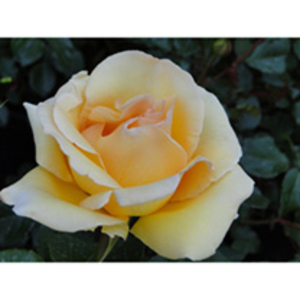 Rose Plant - Poetry in Motion
