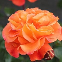 Rose Plant - Precious Amber