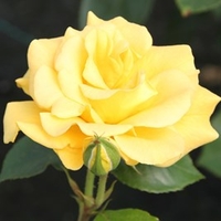 Rose Plant - Precious Gold