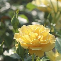 Rose Plant - Precious Gold