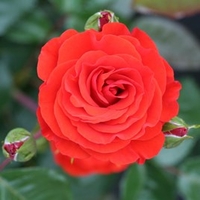 Rose Plant - Precious Love