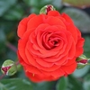 Rose Plant - Precious Love