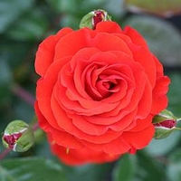 Rose Plant - Precious Love