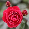 Rose Plant - Precious Ruby