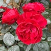 Rose Plant - Precious Ruby