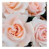 Rose Plant - Pride and Prejudice