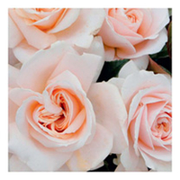 Rose Plant - Pride and Prejudice
