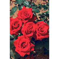 Rose Plant - Pride of England