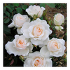 Rose Plant - Princess of Wales
