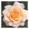 Rose Plant - Pure Gold