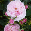 Rose Plant - Queen