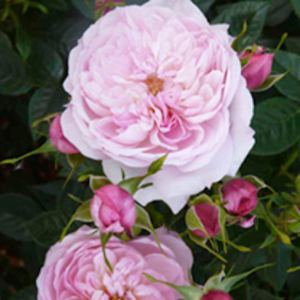 Rose Plant - Queen
