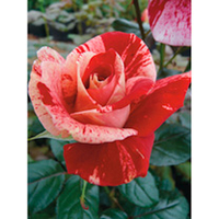 Rose Plant - Rachel Louise Moran
